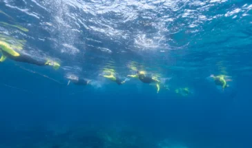 Underwater view from the side of swimmers in the water at Lady Elliot Island.