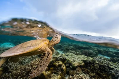 Photo of a turtle underwater